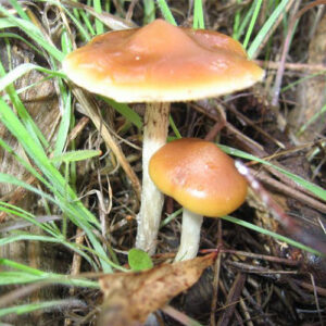 PSYCHEDELICS MUSHROOMS